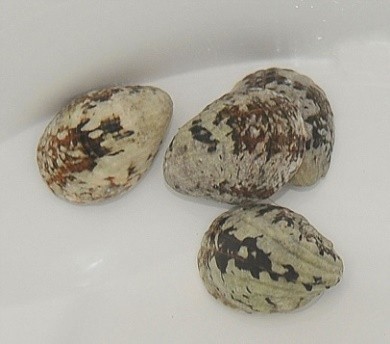 Nerita albicilla (spp)