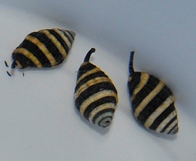 Engina mendicaria (spp)