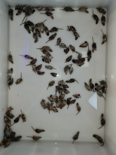 Nassarius reticulatus